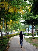 Campus walk at back of Computer Science Building with cassia fistula trees