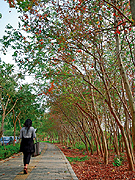 Pathway in little forest at back of Computer Science Building