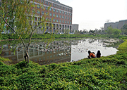 Lotus pond at back of Humanities and Management Building