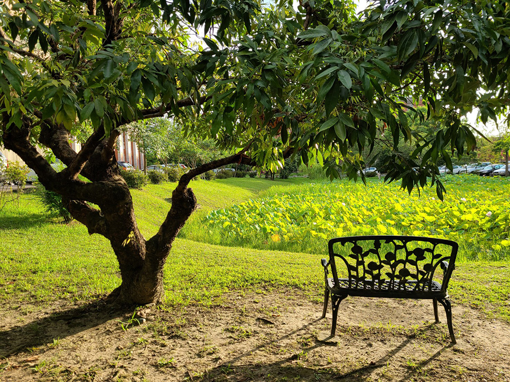 Seats under the shade of the lotus pond Seats under the shade of the lotus pond