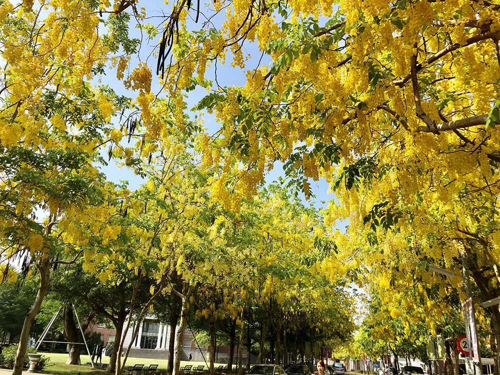 Flowers of Golden Shower Tree in bloom Flowers of Golden Shower Tree in bloom